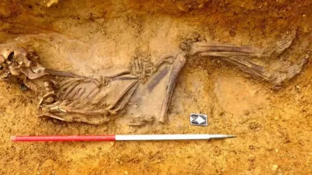 Ученые обнаружили в Британии скелет человека, жившего 2 тыс. лет назад 