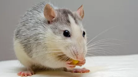 Крысы в квартирах астанчан: виноват ли бизнес?