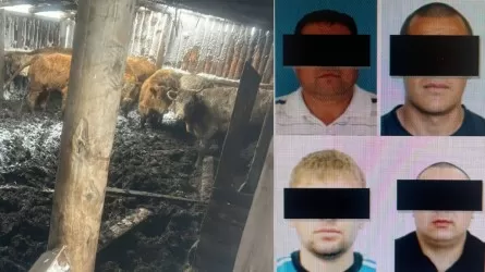 Кража скота на 18 млн тенге раскрыта в Костанайской области