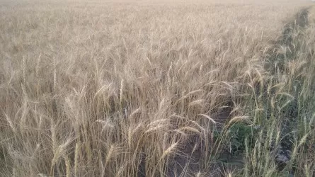 Фермеры, имея пшеницу, не могут участвовать в закупе – костанайские аграрии о требованиях Продкорпорации 