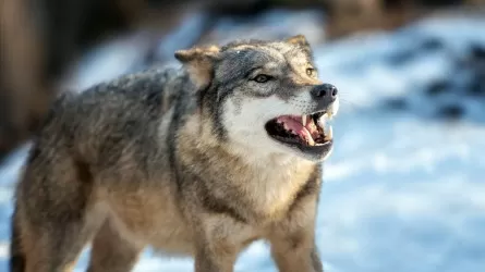 У волка, покусавшего людей в Каркаралинске, выявили бешенство