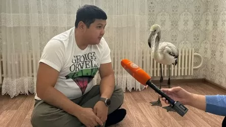 В зоопарк Алматы могут доставить птенцов фламинго из Актау