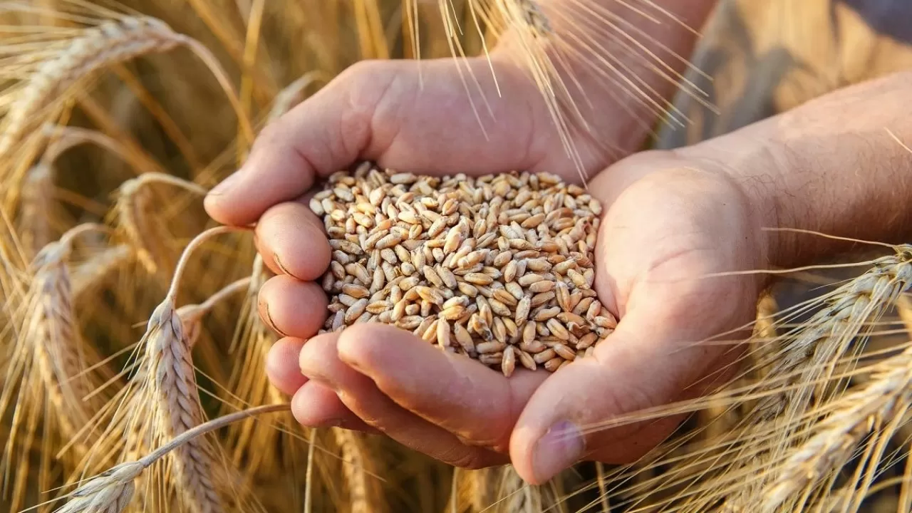 Павлодарские импортеры зерна занижают цены для уклонения от налогов