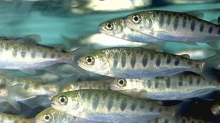 Жителей ВКО накормят тысячами тонн лососины