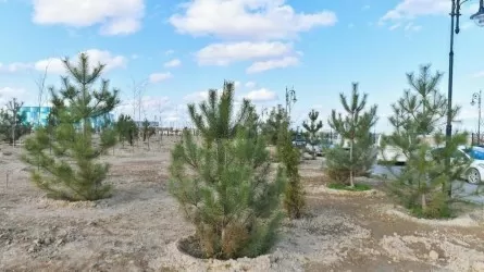 Лишь каждый второй саженец приживается в Туркестанской области