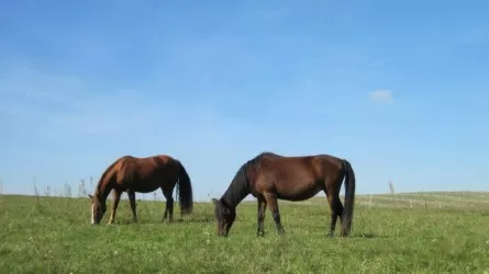  Қарағанды облысында ауыл тұрғындарын жайылыммен қамтамасыз ету бойынша пилоттық жоба іске қосылады