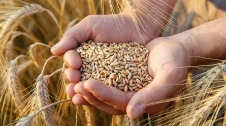 Павлодарские импортеры зерна занижают цены для уклонения от налогов