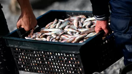 Экспорт казахстанской рыбы в ЕС вырос в 1,5 раза – до 8,7 тысячи тонн
