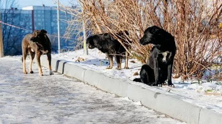 За месяц в Атырау отловлено 1300 бродячих собак