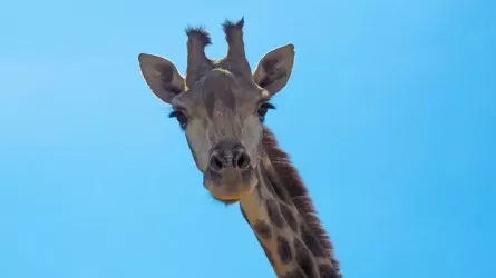 Стало известно, почему привезенный из Казахстана жираф умер в зоопарке Узбекистана  