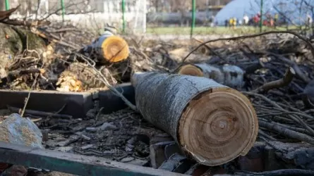 63 жеміс ағашы рұқсатсыз кесілген: Алматы әкімдігі жауап берді
