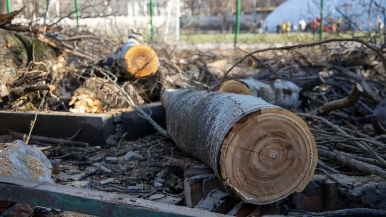 63 жеміс ағашы рұқсатсыз кесілген: Алматы әкімдігі жауап берді