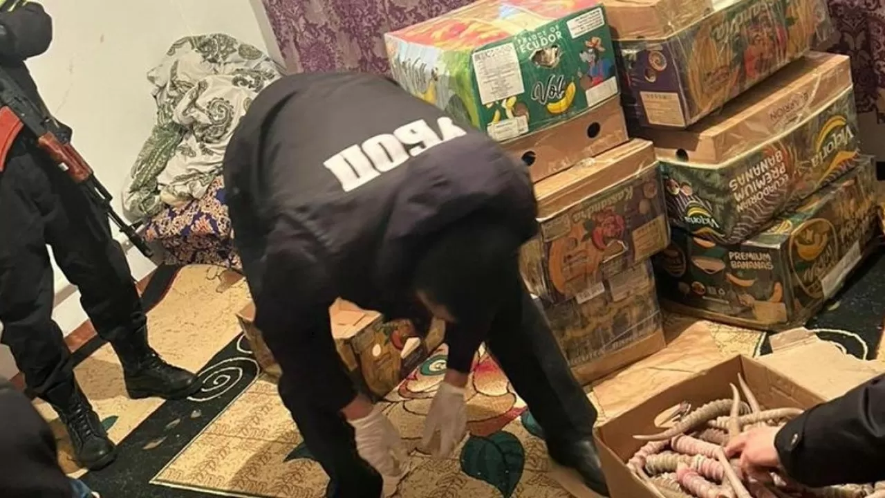 БҚО полицейлері ақбөкеннің 2 мыңнан астам мүйізін тәркіледі