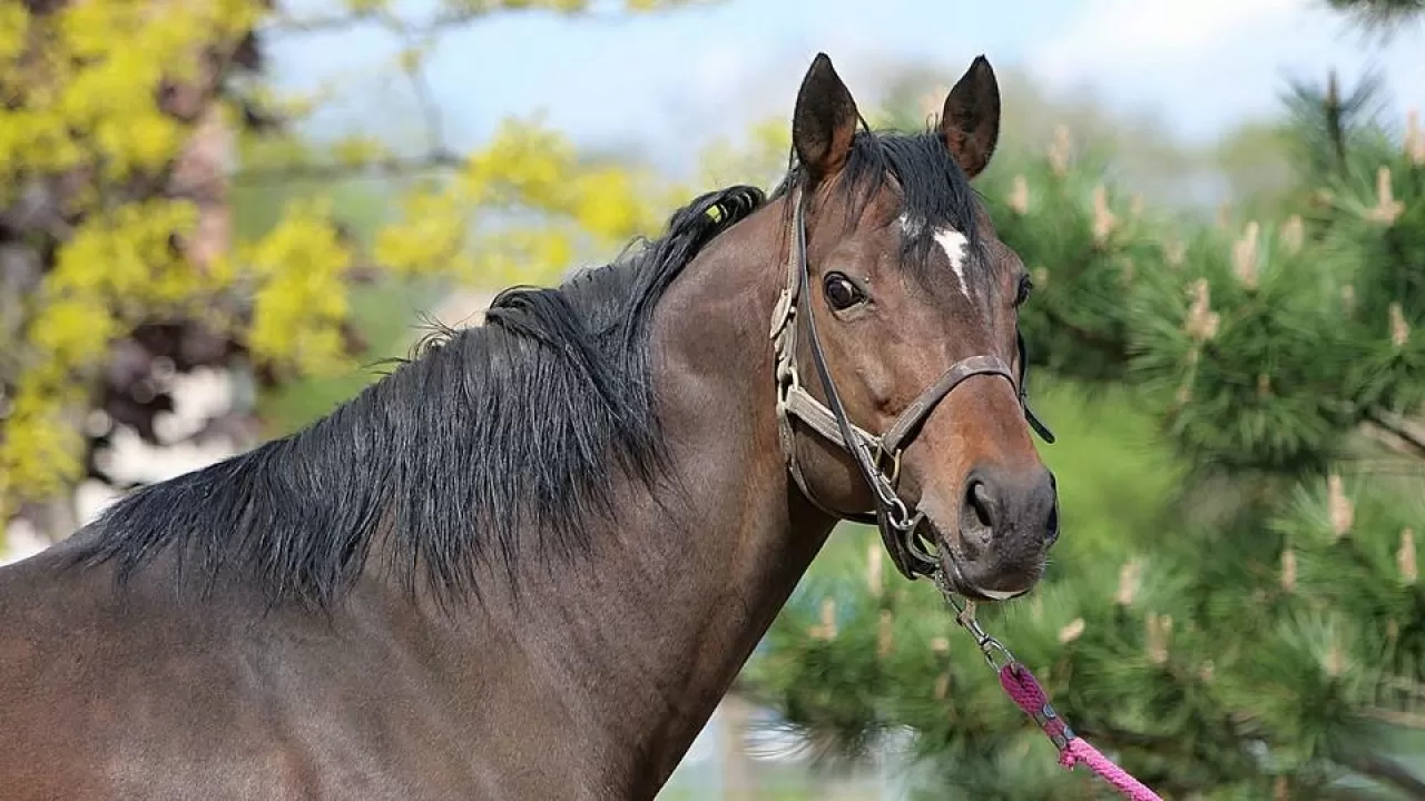 Украденный конь стоит 10 млн долларов – Кадыров