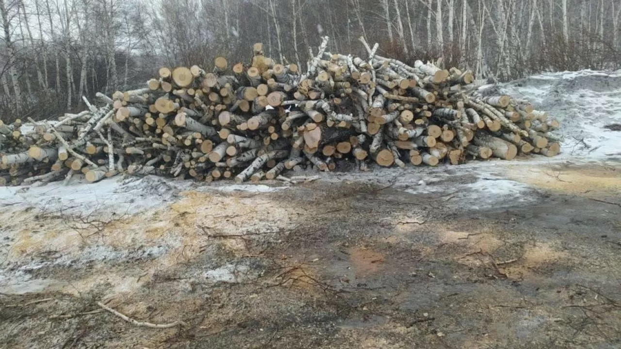 Ағаш пен өсімдікті кескені үшін төленетін өтемақы мөлшері белгіленді