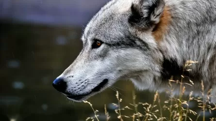 Волк в зоопарке Усть-Каменогорска вцепился в руку ребенка