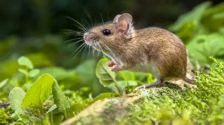 Это прорыв: ученые впервые создали мышей из клеток двух самцов  