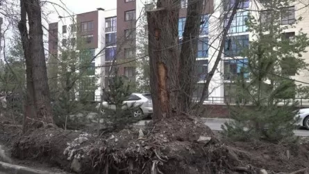 Сотни деревьев вырубили в Алматы при строительстве ЖК
