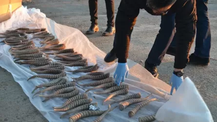 Убийцы сайгаков нанесли природе ущерб на 6 млрд тенге