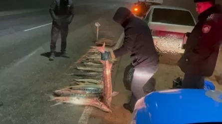 Маңғыстауда 120 келіден асатын бекіре балығы тәркіленді