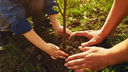 140 млн деревьев собираются высадить в Жамбылской области