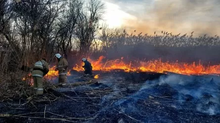Пожар на площади 30 гектаров потушили в Атырауской области