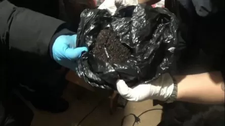 Павлодарда есірткі қоймасы жойылды