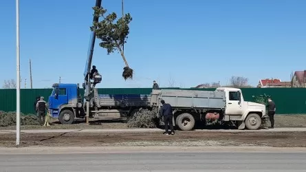 В Костанае этой весной начнут массовую вырубку старых деревьев