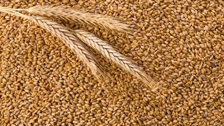 Казахстанское зерно не востребовано и теряет в цене – аграрии