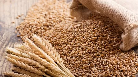 Минсельхоз РК снизил прогноз по экспорту зерновых 