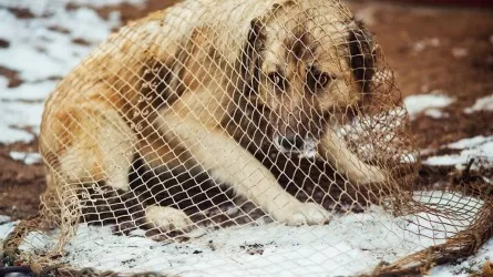 Зоозащитники в Шымкенте возмущены работой службы отлова собак