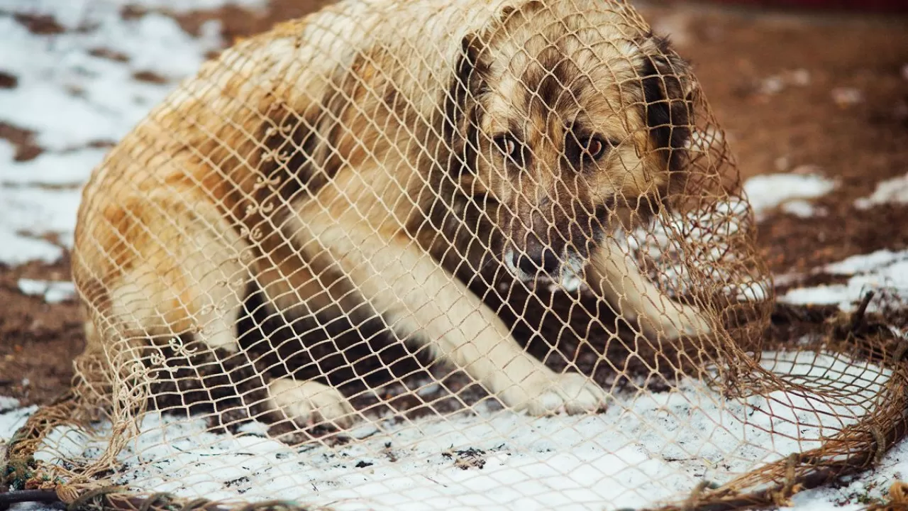 Зоозащитники в Шымкенте возмущены работой службы отлова собак