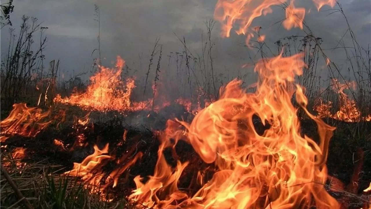 В Павлодаре начала гореть пойма