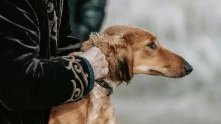 Тазы и тобет: утверждены стандарты казахских пород собак