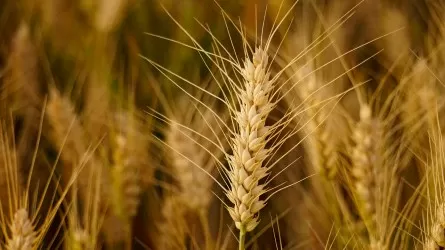 Повышения цен на пшеницу ожидают костанайские аграрии