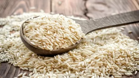 Шесть сортов вьетнамского риса попробуют вырастить в Казахстане