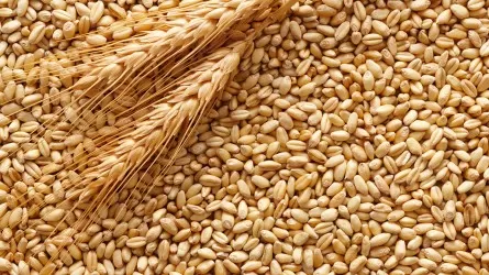 Под видом ячменя хотели ввезти 60 тонн пшеницы из России