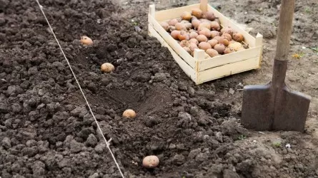 В Казахстане увеличена площадь раннего картофеля 