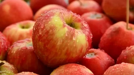 Казахстанские сорта яблок выращивают в Италии