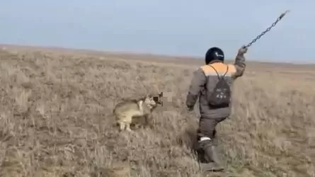 Житель Актюбинской области забил волка цепью 