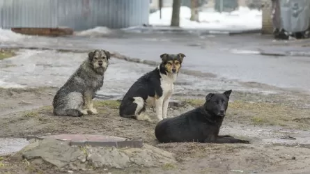 В Павлодарской области убили почти 600 бездомных собак