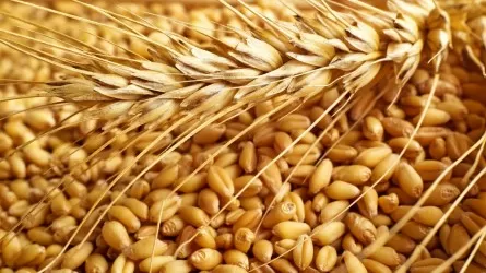 Десятки тонн пшеницы пытались незаконно ввезти в Казахстан