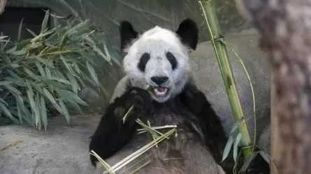 Гигантская панда Я Я вернется в Китай из зоопарка США