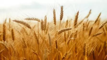 Страны G7 призвали к продлению "зерновой сделки"
