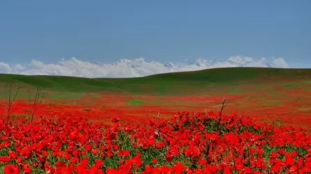 Какой будет погода в мае в Казахстане