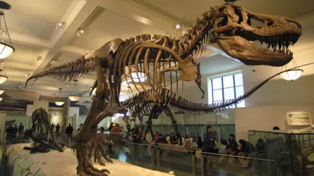 Тираннозавр Рекс ушел с молотка за 5,3 млн долларов