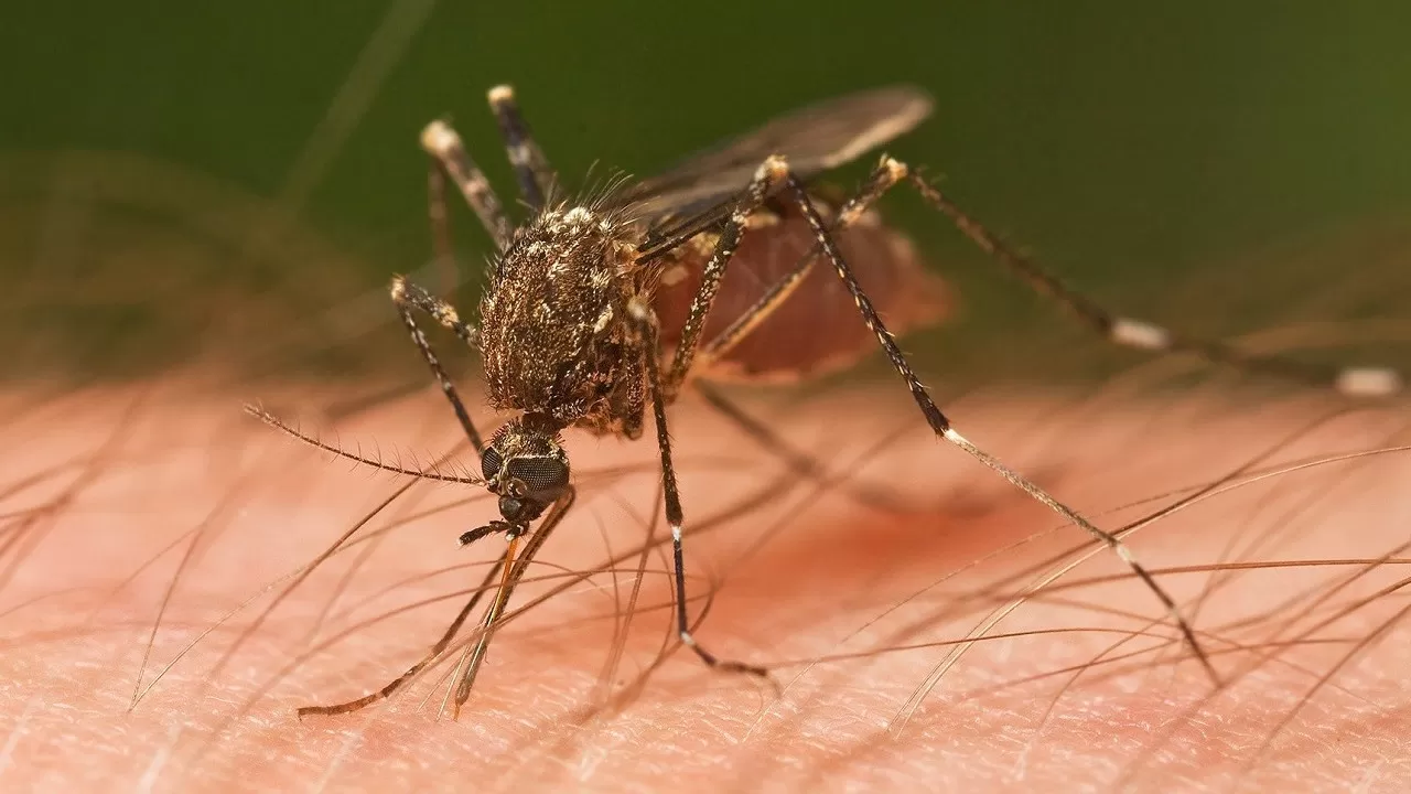 В наиболее проблемных районах Павлодарской области комаров будут травить с самолетов  