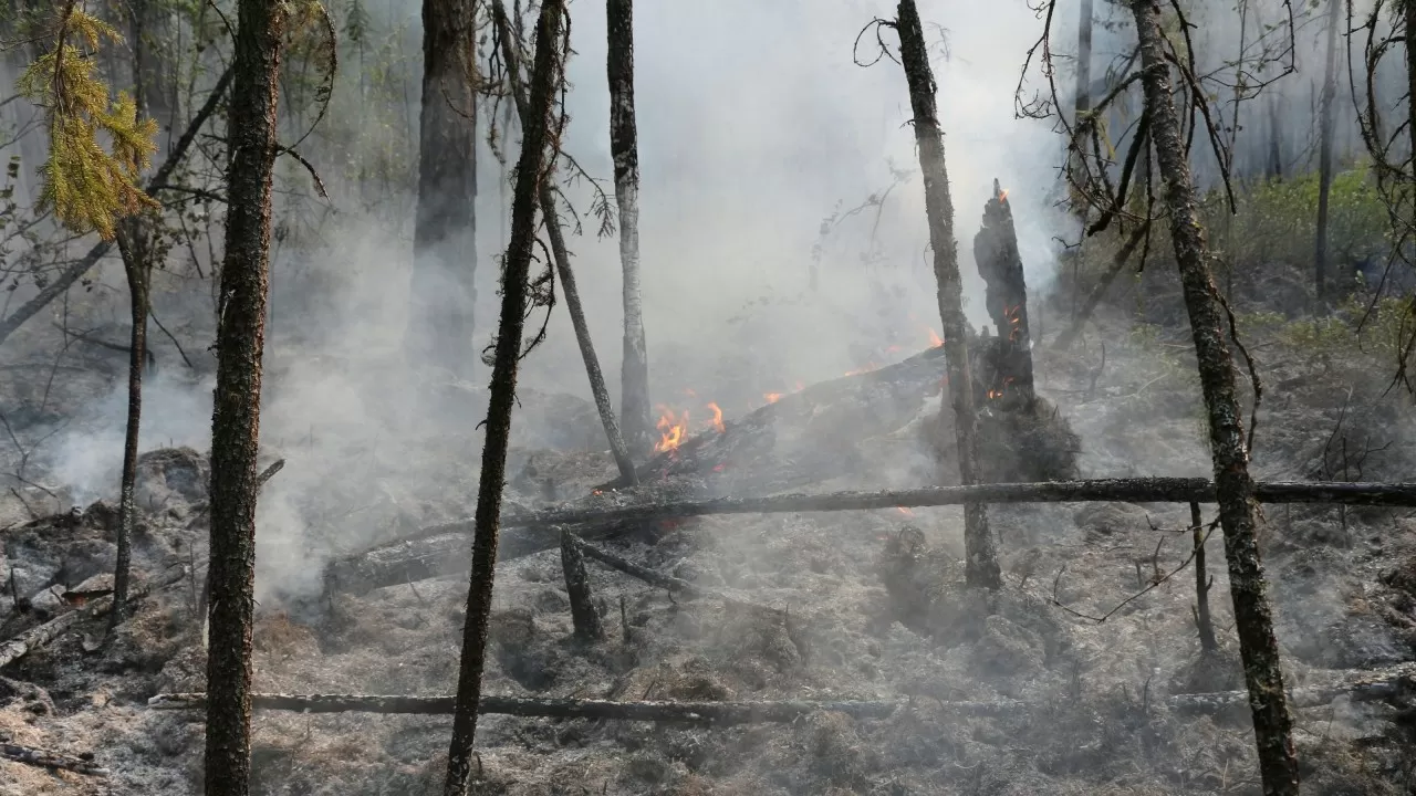 Сгоревший лес на полмиллиарда тенге продали в Костанайской области