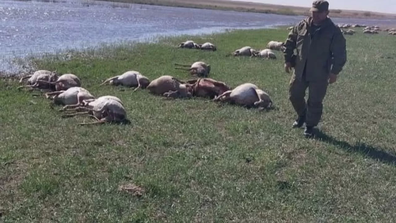 Ақтөбе облысында  киіктің өлекселері  табылды 