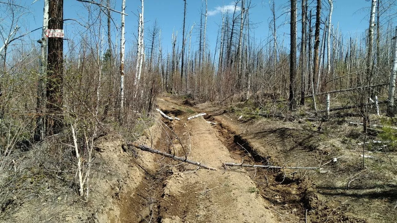 Восстановить лес под Риддером мешает отсутствие спецтехники